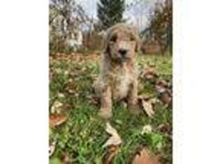 Goldendoodle Puppy for sale in Yeagertown, PA, USA