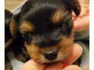Yorkshire Terrier Puppy for sale in Ankeny, IA, USA