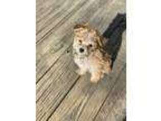Yorkshire Terrier Puppy for sale in Redford, MI, USA
