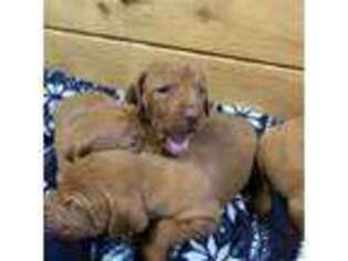 Vizsla Puppy for sale in Charlotte, NC, USA