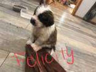 Saint Bernard Puppy for sale in Neosho, MO, USA