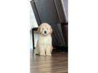 Goldendoodle Puppy for sale in Four Oaks, NC, USA