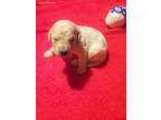 Goldendoodle Puppy for sale in Hamilton, OH, USA