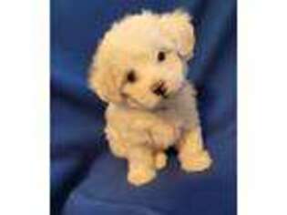 Mutt Puppy for sale in Exton, PA, USA