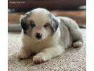 Miniature Australian Shepherd Puppy for sale in Winnebago, MN, USA