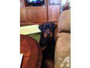Rottweiler Puppy for sale in KATY, TX, USA