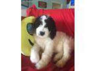 Labradoodle Puppy for sale in Crystal River, FL, USA