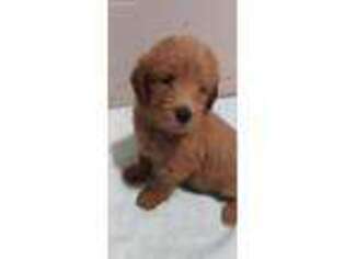 Labradoodle Puppy for sale in Lakeland, FL, USA