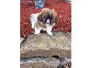 Pekingese Puppy for sale in Amity, MO, USA