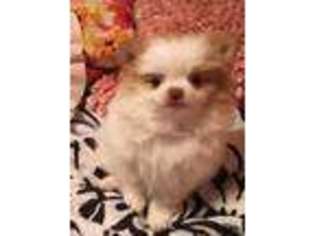 Pomeranian Puppy for sale in Nicholls, GA, USA