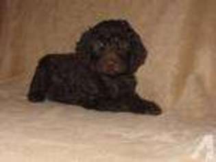 Labradoodle Puppy for sale in ROCHESTER, NY, USA