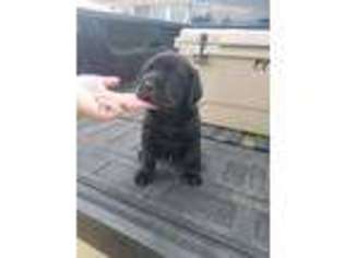 Labrador Retriever Puppy for sale in Levelland, TX, USA