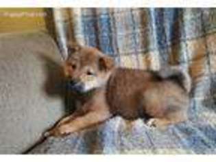 Shiba Inu Puppy for sale in Clinton, MI, USA