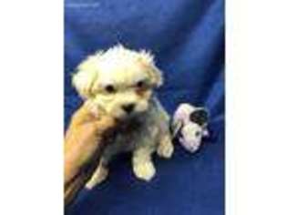 Maltese Puppy for sale in Cordell, OK, USA