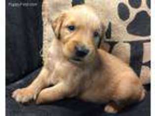 Golden Retriever Puppy for sale in Toronto, OH, USA