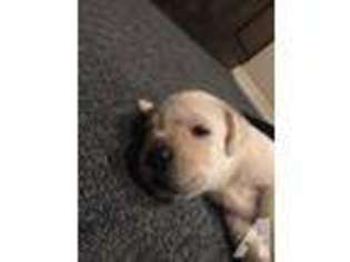 Labrador Retriever Puppy for sale in PEORIA, AZ, USA