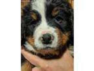 Bernese Mountain Dog Puppy for sale in Walnut Grove, MN, USA