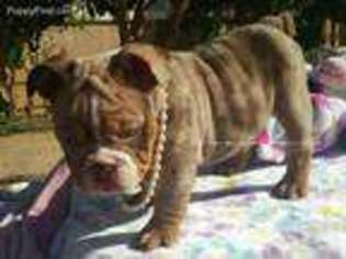 Bulldog Puppy for sale in Beaumont, CA, USA