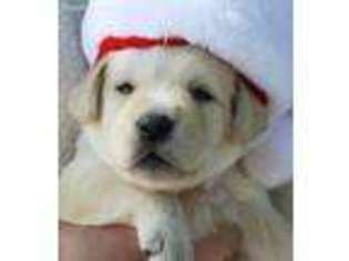 Labradoodle Puppy for sale in Encinitas, CA, USA