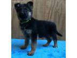 German Shepherd Dog Puppy for sale in Topeka, IN, USA