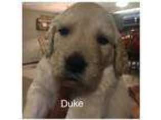 Golden Retriever Puppy for sale in Winthrop, IA, USA