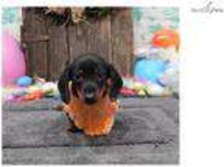 Dachshund Puppy for sale in Saint George, UT, USA