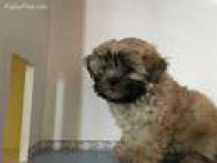 Mal-Shi Puppy for sale in Decker, MI, USA