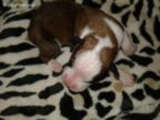 Boxer Puppy for sale in Tecumseh, OK, USA