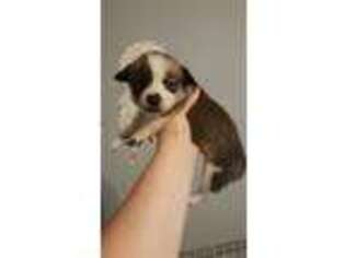 Pembroke Welsh Corgi Puppy for sale in Cumberland, VA, USA