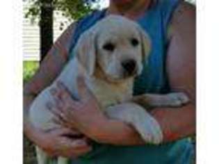 Labrador Retriever Puppy for sale in Scio, OH, USA