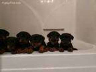 Rottweiler Puppy for sale in Southern Pines, NC, USA