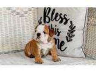 Bulldog Puppy for sale in Greenville, MI, USA