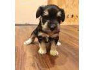 Mutt Puppy for sale in Camden Wyoming, DE, USA