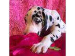 Great Dane Puppy for sale in Choctaw, OK, USA