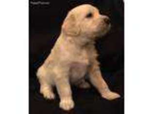 Labradoodle Puppy for sale in Troutville, VA, USA