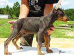 Doberman Pinscher Puppy for sale in HAZLEHURST, GA, USA