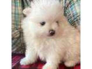 Pomeranian Puppy for sale in Yoder, WY, USA