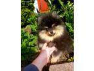 Pomeranian Puppy for sale in Frederick, MD, USA
