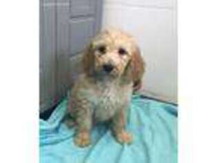 Goldendoodle Puppy for sale in Colton, SD, USA