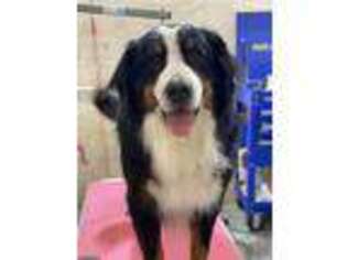 Bernese Mountain Dog Puppy for sale in Yorkville, IL, USA