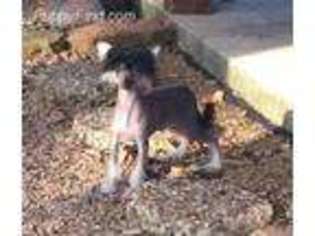 Chinese Crested Puppy for sale in Pinehurst, TX, USA