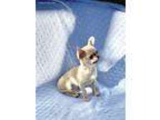 Chihuahua Puppy for sale in Los Angeles, CA, USA