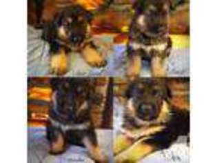 German Shepherd Dog Puppy for sale in RED BLUFF, CA, USA