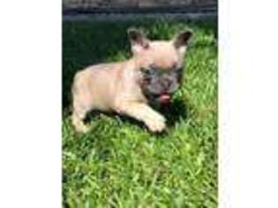 French Bulldog Puppy for sale in Whittier, CA, USA