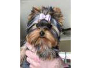 Yorkshire Terrier Puppy for sale in Arroyo Grande, CA, USA