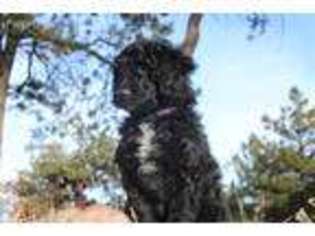 Mutt Puppy for sale in Livermore, CO, USA