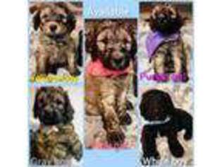 Goldendoodle Puppy for sale in Mc Cordsville, IN, USA