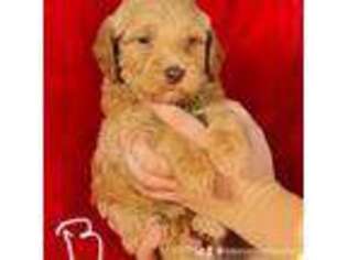 Goldendoodle Puppy for sale in Dent, MN, USA