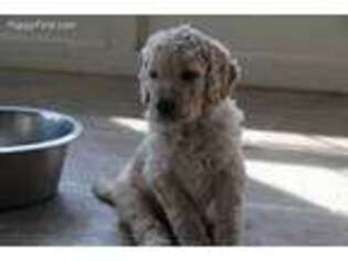 Goldendoodle Puppy for sale in Carterville, IL, USA