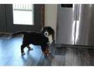 Bernese Mountain Dog Puppy for sale in Wellston, OH, USA